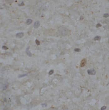 Immunohistochemistry: NHP2L1 Antibody - BSA Free [NBP3-47341] - Immunohistochemistry of paraffin-embedded mouse brain tissue slide using (NHP2L1 Antibody) at dilution of 1:50