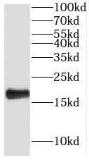 Western Blot: NHP2 Antibody - BSA Free [NBP3-47342] - Hela cells were subjected to SDS PAGE followed by western blot with (NHP2 antibody) at dilution of 1:1000
