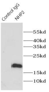 Immunoprecipitation: NHP2 Antibody - BSA Free [NBP3-47342] - IP result of anti-NHP2(IP: , 4μg; Detection:  1:1000 ) with HepG2 cells lysate 3600μg.