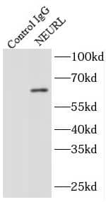 Immunoprecipitation: NEURL Antibody - BSA Free [NBP3-47353] - IP Result of anti-NEURL (IP:, 4ug; Detection: 1:600) with mouse brain tissue lysate 2560ug.