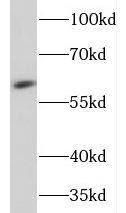 Western Blot NEURL Antibody - BSA Free