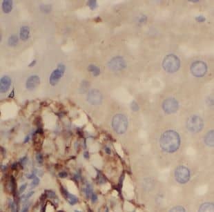 Immunohistochemistry NEU4 Antibody - BSA Free