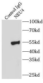 Immunoprecipitation NEU4 Antibody - BSA Free