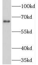 Western Blot: NET1 Antibody - BSA Free [NBP3-47356] - Mouse brain tissue were subjected to SDS PAGE followed by western blot with (NET1 antibody) at dilution of 1:1000