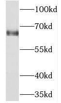 Western Blot NEI3 Antibody - BSA Free