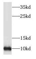 Western Blot: NDUFV3 Antibody - BSA Free [NBP3-47363] - HepG2 cells were subjected to SDS PAGE followed by western blot with (NDUFV3 antibody) at dilution of 1:300