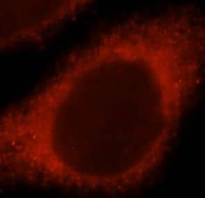 Immunocytochemistry/ Immunofluorescence: NDUFS7 Antibody - BSA Free [NBP3-47364] - Immunofluorescent analysis of Hela cells, using (NDUFS7 antibody) at 1:25 dilution and Rhodamine-labeled goat anti-rabbit IgG (red).