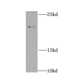 Western Blot NDUFS7 Antibody - BSA Free
