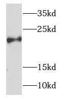 Western Blot: NDUFB7 Antibody - BSA Free [NBP3-47366] - Mouse ovary tissue were subjected to SDS PAGE followed by western blot with (NDUFB7 antibody) at dilution of 1:500