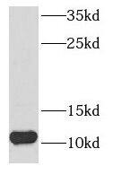 Western Blot: NDUFB3 Antibody - BSA Free [NBP3-47367] - Human heart tissue were subjected to SDS PAGE followed by western blot with (NDUFB3 antibody) at dilution of 1:500
