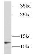 Western Blot: NDUFB2 Antibody - BSA Free [NBP3-47368] - Human heart tissue were subjected to SDS PAGE followed by western blot with (NDUFB2 antibody) at dilution of 1:1000