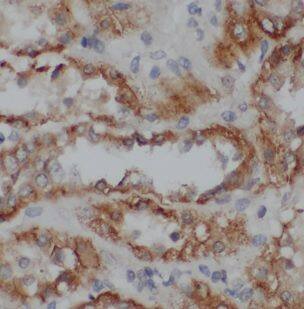 Immunohistochemistry: NDUFB1 Antibody - BSA Free [NBP3-47369] - Immunohistochemistry of paraffin-embedded human kidney using (NDUFB1 antibody) at dilution of 1:100