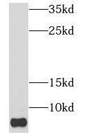 Western Blot: NDUFB1 Antibody - BSA Free [NBP3-47369] - A375 cells were subjected to SDS PAGE followed by western blot with (NDUFB1 antibody) at dilution of 1:400