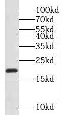Western Blot: NDUFA8 Antibody - BSA Free [NBP3-47372] - Human heart tissue were subjected to SDS PAGE followed by western blot with (NDUFA8 antibody) at dilution of 1:500