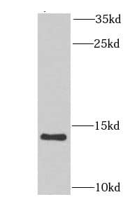 Western Blot NDUFA6 Antibody - BSA Free