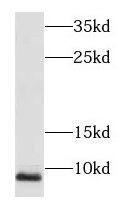 Western Blot: NDUFA3 Antibody - BSA Free [NBP3-47374] - Human brain tissue were subjected to SDS PAGE followed by western blot with (NDUFA3 antibody) at dilution of 1:500