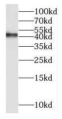 Western Blot: MT-ND2 Antibody - BSA Free [NBP3-47375] - Mouse brain tissue were subjected to SDS PAGE followed by western blot with (MT-ND2 antibody) at dilution of 1:300