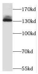 Western Blot HCAP-G Antibody - BSA Free