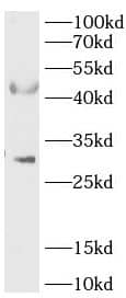 Western Blot RPUSD4 Antibody - BSA Free
