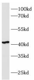 Western Blot: C1GALT1 Antibody - BSA Free [NBP3-47395] - HepG2 cell lysates were subjected to SDS PAGE followed by western blot with (C1GALT1 antibody) at dilution of 1:600