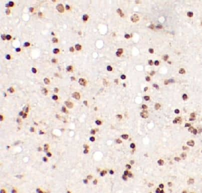 Immunohistochemistry CDK2AP1 Antibody - BSA Free