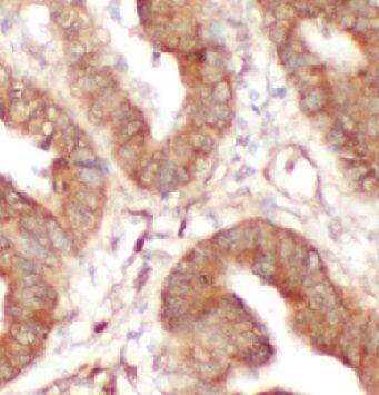 Immunohistochemistry SECTM1 Antibody - BSA Free