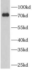 Western Blot: CCNK Antibody - BSA Free [NBP3-47414] - Hela lysates were subjected to SDS PAGE followed by western blot with (CCNK antibody) at dilution of 1:1000