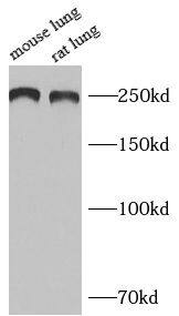 Western Blot: ACF1 Antibody - BSA Free [NBP3-47418] - Various lysates were subjected to SDS PAGE followed by western blot with (ACF1 Antibody) at dilution of 1:1000