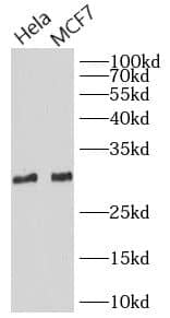 Western Blot: PGAM5 Antibody - BSA Free [NBP3-47421] - Various cell lysates were subjected to SDS PAGE followed by western blot with (PGAM5 antibody) at dilution of 1:500