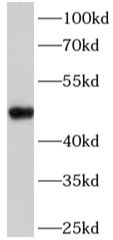 Western Blot: Fatty acid desaturase 2 Antibody - BSA Free [NBP3-47455] - HepG2 cells were subjected to SDS PAGE followed by western blot with (Fatty acid desaturase 2 antibody) at dilution of 1:1000
