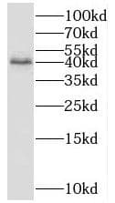 Western Blot: FUCA2 Antibody - BSA Free [NBP3-47458] - Mouse kidney tissue were subjected to SDS PAGE followed by western blot with (FUCA2 antibody) at dilution of 1:1000