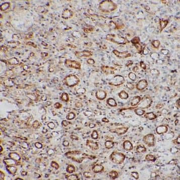 Immunohistochemistry: OBFC2B Antibody - BSA Free [NBP3-47463] - Immunohistochemistry of paraffin-embedded Rat testis tissue slide using (OBFC2B antibodyy) at dilution of 1:200