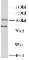 Western Blot PTPN3 Antibody - BSA Free