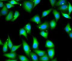Immunocytochemistry/ Immunofluorescence: Myosin light chain 3 Antibody - BSA Free [NBP3-47487] - Immunofluorescence analysis of U2OS cells using (Myosin light chain 3 antibody). Blue: DAPI for nuclear staining.