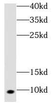 Western Blot: COX7A1 Antibody - BSA Free [NBP3-47537] - Mouse heart tissue were subjected to SDS PAGE followed by western blot with (COX7A1 antibody) at dilution of 1:1000