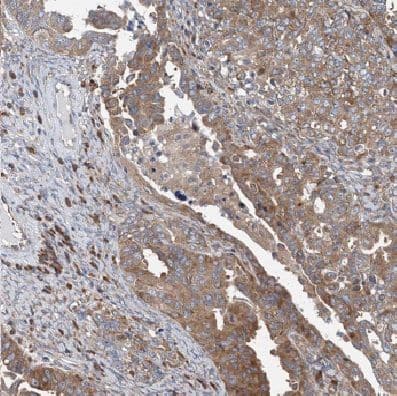 Immunohistochemistry COX IV Isoform 2 Antibody - BSA Free