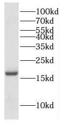 Western Blot: COX IV Isoform 2 Antibody - BSA Free [NBP3-47540] - MCF7 cells were subjected to SDS PAGE followed by western blot with (COX IV Isoform 2 antibody) at dilution of 1:1000