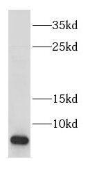 Western Blot COX17 Antibody - BSA Free