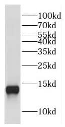 Western Blot: COX16 Antibody - BSA Free [NBP3-47543] - Mouse liver tissue were subjected to SDS PAGE followed by western blot with (COX16 antibody) at dilution of 1:1000