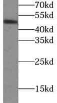 Western Blot COQ6 Antibody - BSA Free