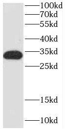 Western Blot COQ4 Antibody - BSA Free