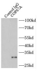 Immunoprecipitation COPS7A Antibody - BSA Free