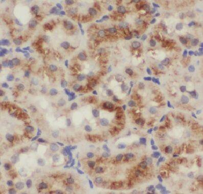 Immunohistochemistry COPS7A Antibody - BSA Free