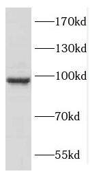 Western Blot COPG2 Antibody - BSA Free