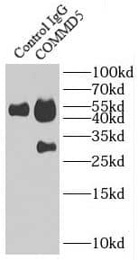 Immunoprecipitation: COMMD5 Antibody - BSA Free [NBP3-47560] - IP Result of anti-COMMD5 (IP:, 4ug; Detection: 1:500) with mouse heart tissue lysate 3200ug.