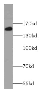 Western Blot COL16A1 Antibody - BSA Free