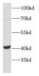Western Blot: CNTFR Antibody - BSA Free [NBP3-47566] - Mouse brain tissue were subjected to SDS PAGE followed by western blot with ( CNTFR Antibody) at dilution of 1:1000
