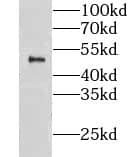 Western Blot: CLUAP1 Antibody - BSA Free [NBP3-47579] - Mouse testis tissue were subjected to SDS PAGE followed by western blot with (CLUAP1 antibody) at dilution of 1:600