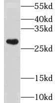 Western Blot CLIC3 Antibody - BSA Free
