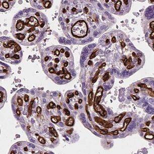 Immunohistochemistry: CLIC3 Antibody - BSA Free [NBP3-47586] - Immunohistochemistry of paraffin-embedded human placenta using (CLIC3 antibody) at dilution of 1:50